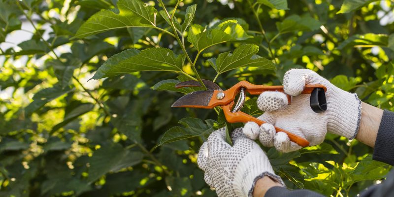 close-up-gardener-taking-care-plants
