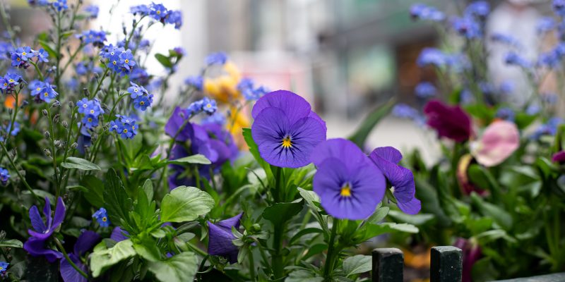 Close-up, Viola tricolor flowers in a flower bed, blurred background.