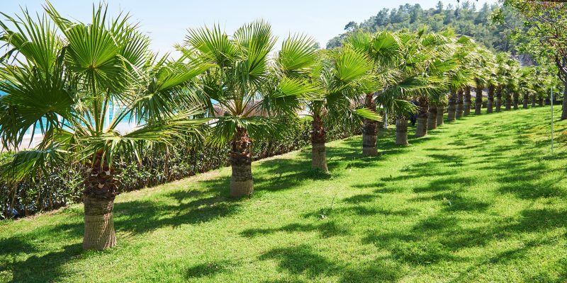 walkway in the summer park with Palm trees. Amara Dolce Vita Luxury Hotel. Resort. Tekirova-Kemer. Turkey